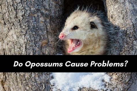 Do Opossums Cause Problems Critter Control Of The Triad