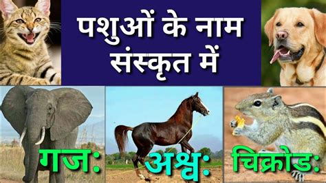 For sanskrit is a language. संस्कृत में पशुओं के नाम Animals name in sanskrit ...