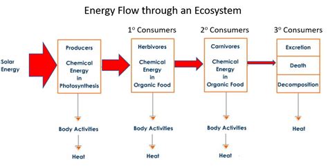Nnhsbiology Energy Flow In An Ecosystem