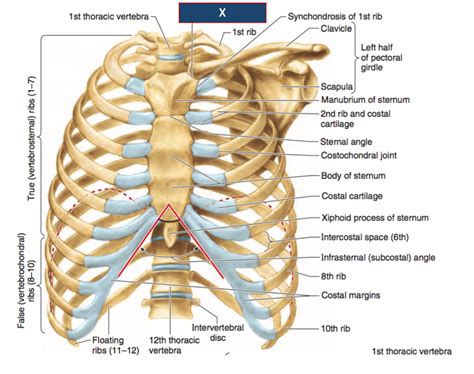 Rib Cage Anatomy Thoracic Cage Anatomy And Clinical Notes Kenhub