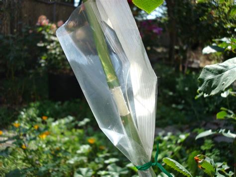 The seeds are very small with each pod containing hundreds of them. Air Layering Rose Propagation: Air Layering a Rose - by ...