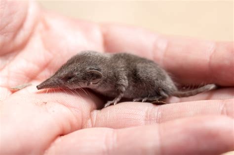 Difference Between Shrew And Vole