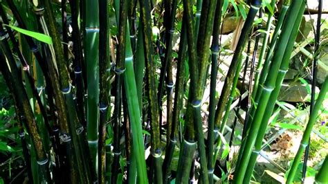 Black Bamboo Garden Ideas 9 Black Bamboo Ideas Black Bamboo Bamboo