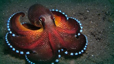 Осьминог Меняет Цвет Мастер Маскировки Octopus Changes Color Youtube