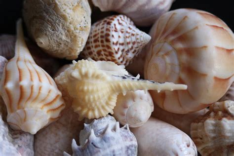 She Sells Seashells By The Seashore Photograph By Sheryl Chapman