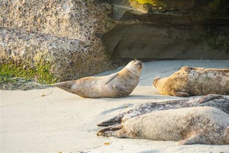 Sea Lions And Seals Napping On A Cove Under The Sun At La Jolla San