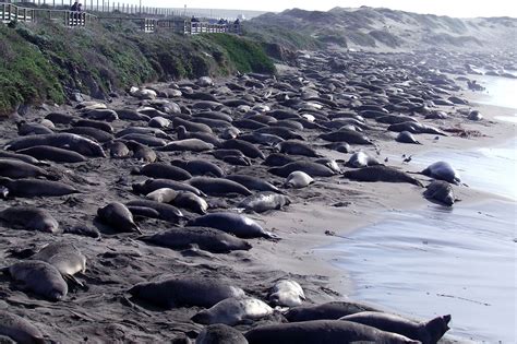 Elephant Seals On The Beach In Cambria Ca California Weekend Places