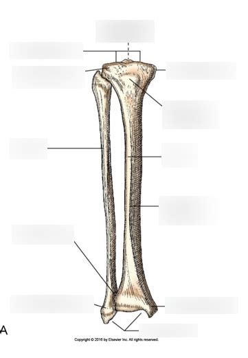 Tibfib Labeled Anatomy 1 Diagram Quizlet