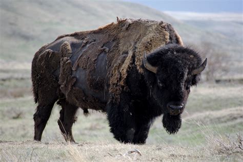 Demand For Canadian Bison Beginning To Outstrip Supply