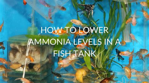 The Ultimate Guide To Keeping Ammonia Levels Low In Your Tank Betta
