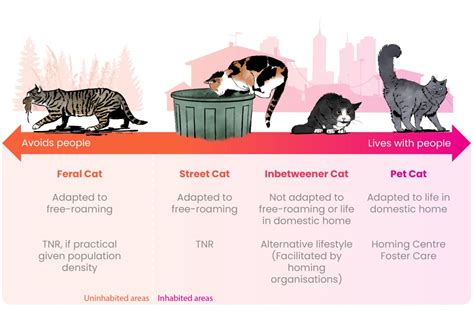 The Different Needs Of Domestic Cats International Cat Care