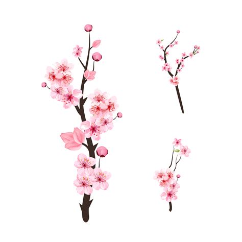 Cherry Blossom With Watercolor Sakura Flower Branch Cherry Blossom