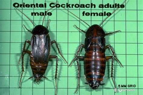 Lisateavet dial a bug pest control kohta leiate veebisaidilt www.dialabug.com. Oriental Cockroach - To Whom It May Concern Letter