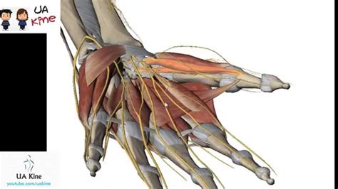 Anatomía Musculos Mano Origen Inserción Inervación Y Función Youtube
