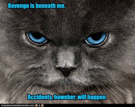 Revenge Is Beneath Me Lolcats Lol Cat Memes Funny Cats