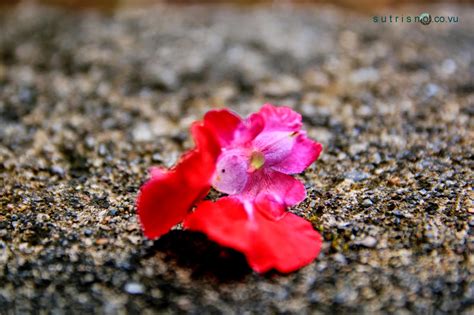 We did not find results for: 23+ Gambar Bunga Jatuh - Gambar Bunga Indah