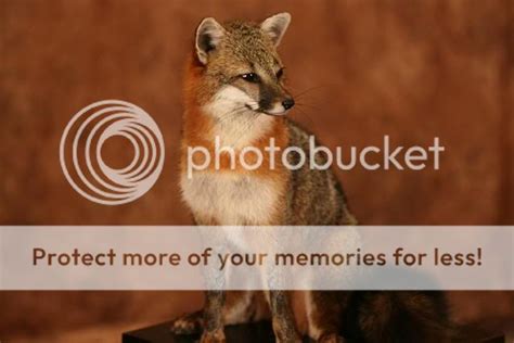 Michigan Gray Fox Pics Michigan Sportsman Online Michigan Hunting