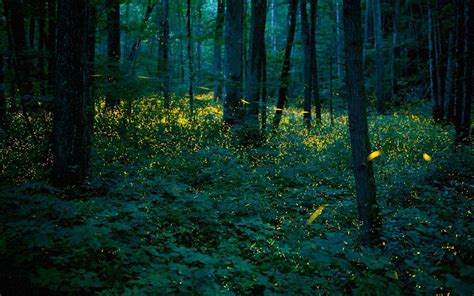 How To See A Magical Firefly Light Show In The Appalachian Mountains
