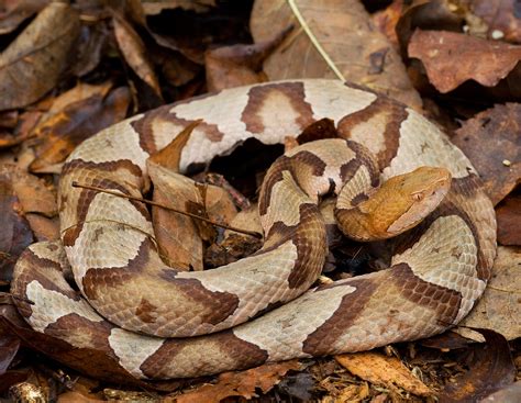 Check spelling or type a new query. Copperhead Snakes Reported Within Ashley Ridge Community ...