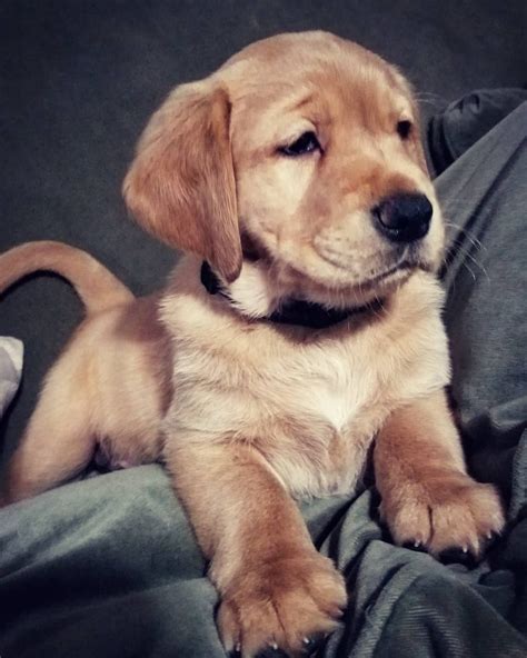 Goldadors are muscular and sturdy. Goldador Puppies For Sale | Roscoe, IL #320877 | Petzlover