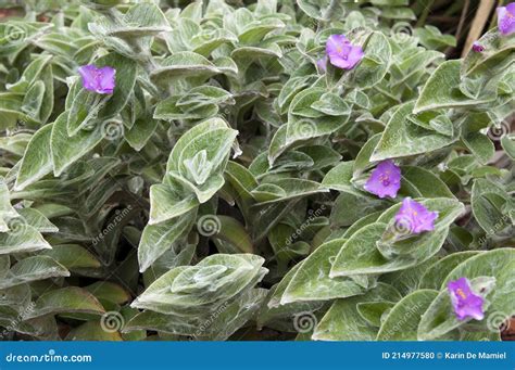 Purple Flowering Tradescantia Sillamontana Plant Stock Photo Image Of