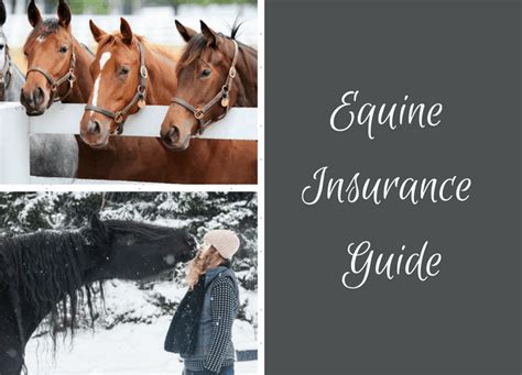Look out for our awesome agent. Equine Insurance: Ultimate Buying Guide