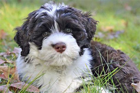 What Is The Average Lifespan Of A Portuguese Water Dog