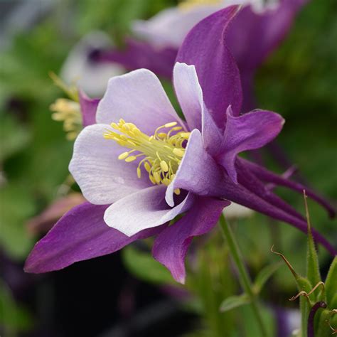 Aquilegia Earlybird Purple White Potted Plants From Santa Rosa Gardens