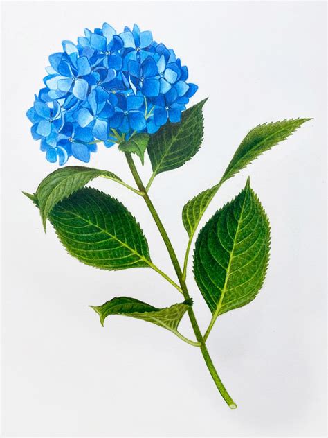 Hannah Hanlon Blue Hydrangea Floral Illustration Colored Pencil