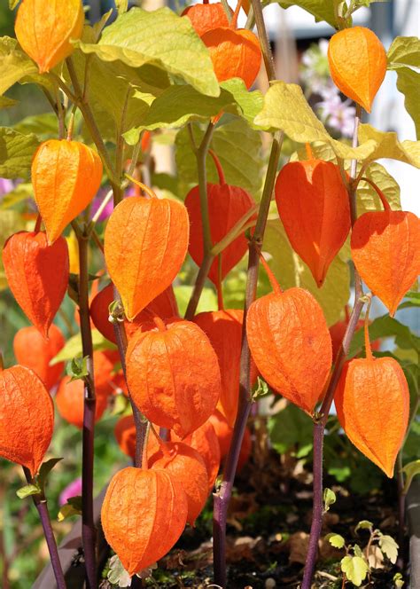 How To Grow And Care For Chinese Lantern Plant