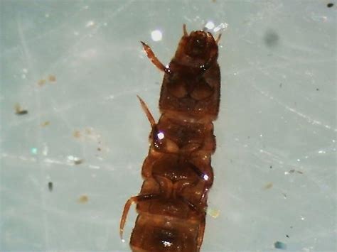 Aquatic Elmidae Larvae Ordobrevia Nubifera Bugguidenet