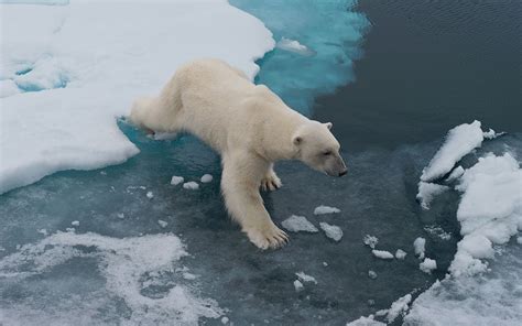 Polar Bears Of Svalbard Svalbard Spitsbergen Archipelago Norway