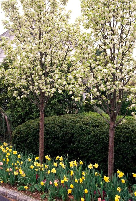 Ornamental Flowering Trees For Small Gardens Buy Ornamental Cherry