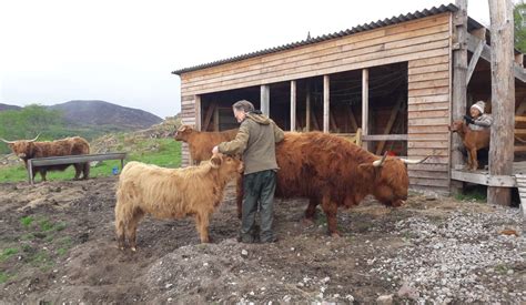 MindMyHouse - Farm sitting in the Highlands with Highland Cattle