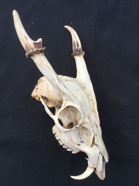 A Rare English Muntjac Deer Skull Complete With Fighting Teeth By