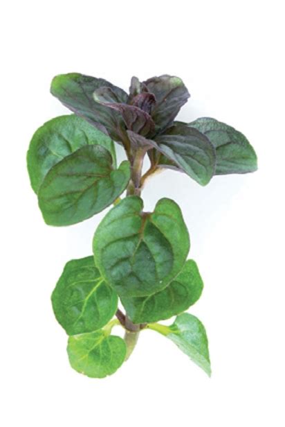 Sources For Fresh Mint Plants Edible Phoenix