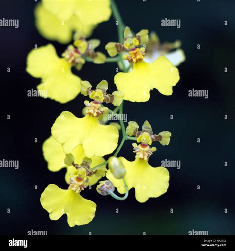 Yellow Dancing Lady Orchid Hi Res Stock Photography And Images Alamy