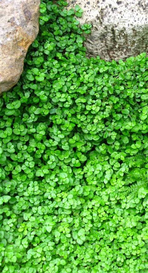 When choosing which species of ground cover to plant in zone 8, consider the area it will grow in and your specific needs. TOP 10 Plants and Ground Cover for Your Paths and Walkways ...