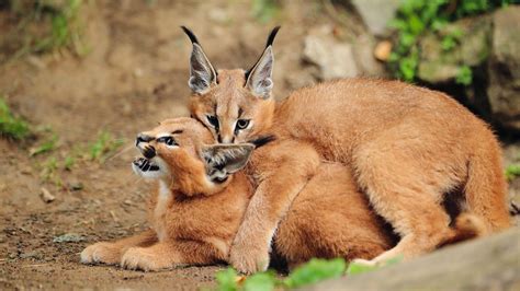 Suzys Animals Of The World Blog The Caracal