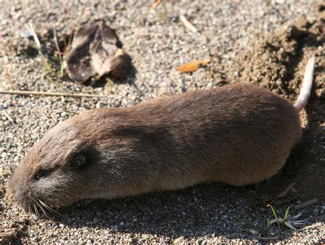 Northern Pocket Gopher Pictures And Information