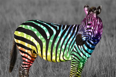 Colorful Zebra Flickr