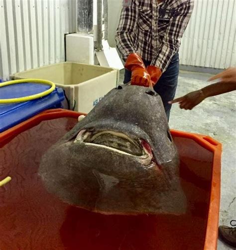 Is Eating Fermented Shark In Iceland Sustainable