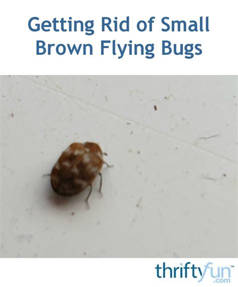 Getting Rid Of Small Brown Flying Bugs Thriftyfun