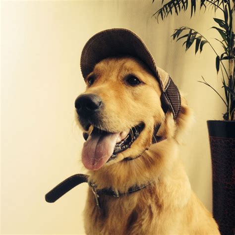 Pet Dog Cap Baseball Hat For Pet Windproof Dog Golden Retriever Sunhat