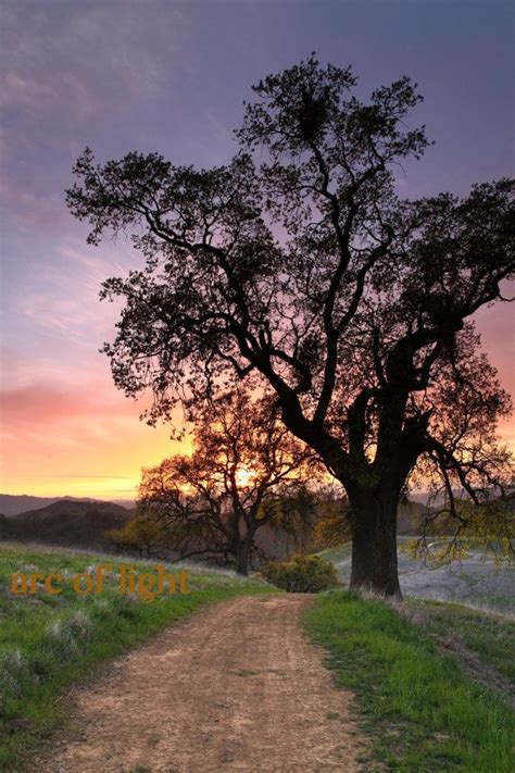 Mt Diablo California Photography Oak Tree Photograph Hiking Sunset