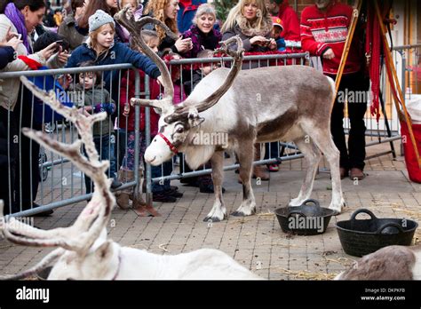 Reindeer Parade In Windsor At Christmas Time 2013 Stock Photo Alamy