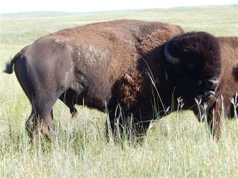 Nebraska Sandhills Bison