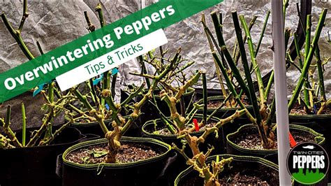 Overwintering Pepper Plants A Complete Guide Youtube