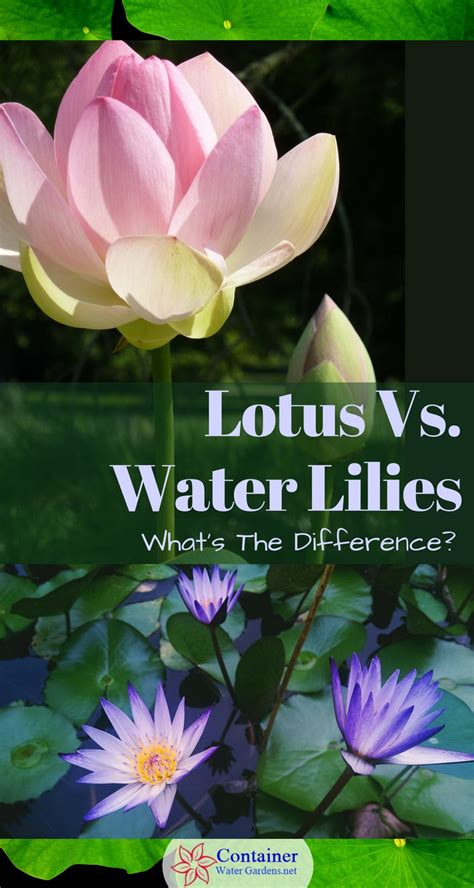 Lotus Vs Water Lilies Whats The Difference Container