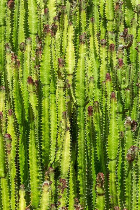 Green Cactus Background Free Stock Photo Public Domain Pictures
